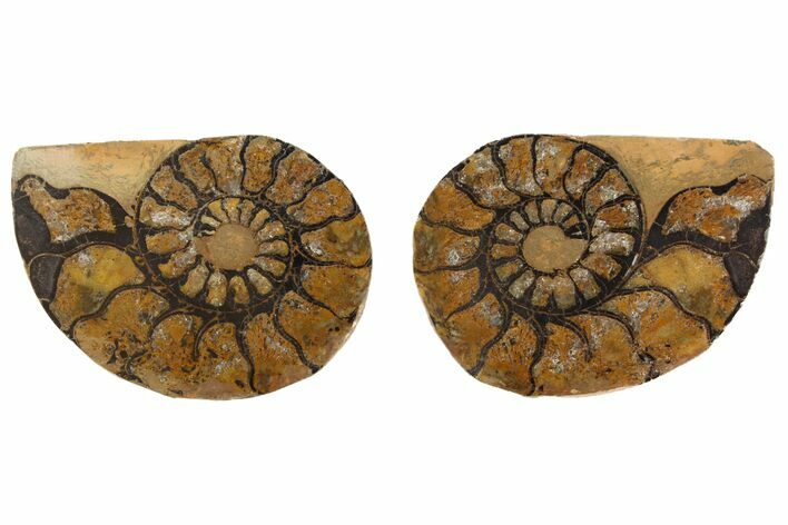 Sliced, Iron Replaced Fossil Ammonite - Morocco #138039